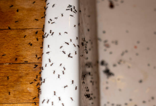 Best Cockroach Control Services  in Valencia West, AZ