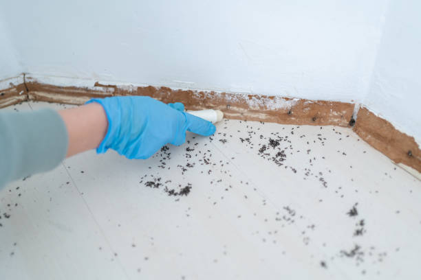 Best Termite Control Services  in Valencia West, AZ